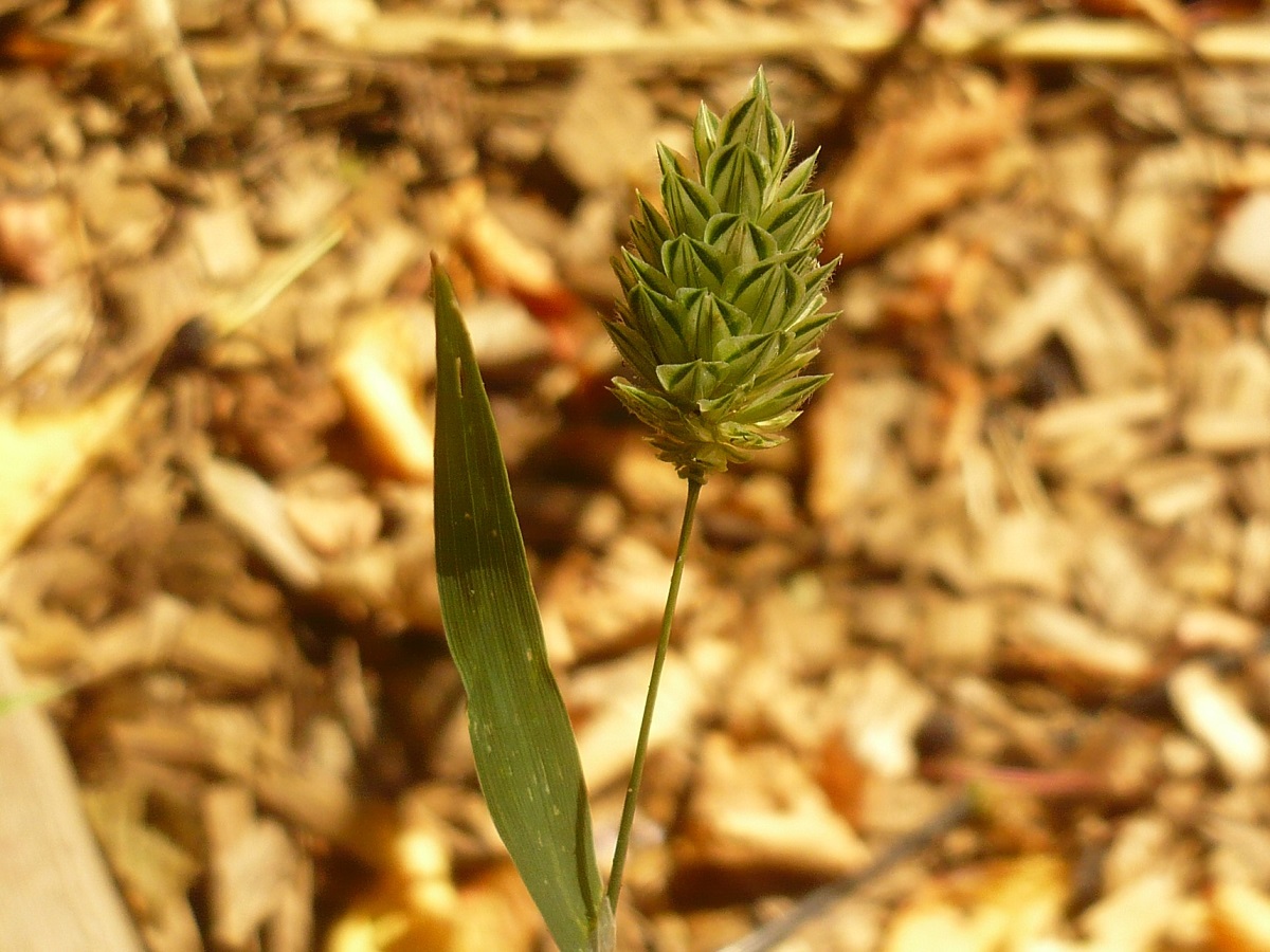 Phalaris canariensis (Poaceae)